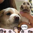 휴메인 소사이어티 인터내셔널, 복날 맞아 개식용 반대 지지 위한 SNS 이벤트 및 온라인 서명운동 실시