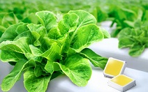 삼성전자, 식물 생장용 백색 LED 업계 최고 효율 달성