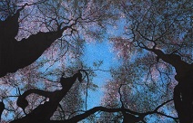 언론인에서 나무화가로 변신 ‘가문비숲에서’ 지영선 개인전