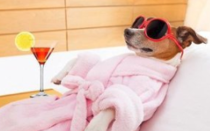 반려동물도 가족처럼. 미국 반려동물 시장이 커진다.