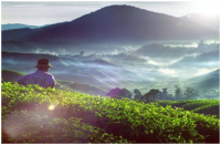 중국 프랜차이즈 차음료 시장 트렌드