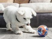 펫 테크(Pet Tech)에 주목하는 미국 반려동물산업