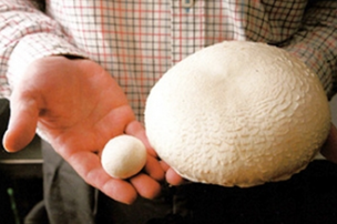 일본 농업 부흥의 키워드, '6차산업화'