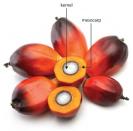 말레이시아 팜오일 산업 동향