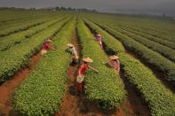 미얀마 전통차 생산 기업 인터뷰