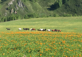 시베리아 농업의 중심지, 알타이주 경제무역동향