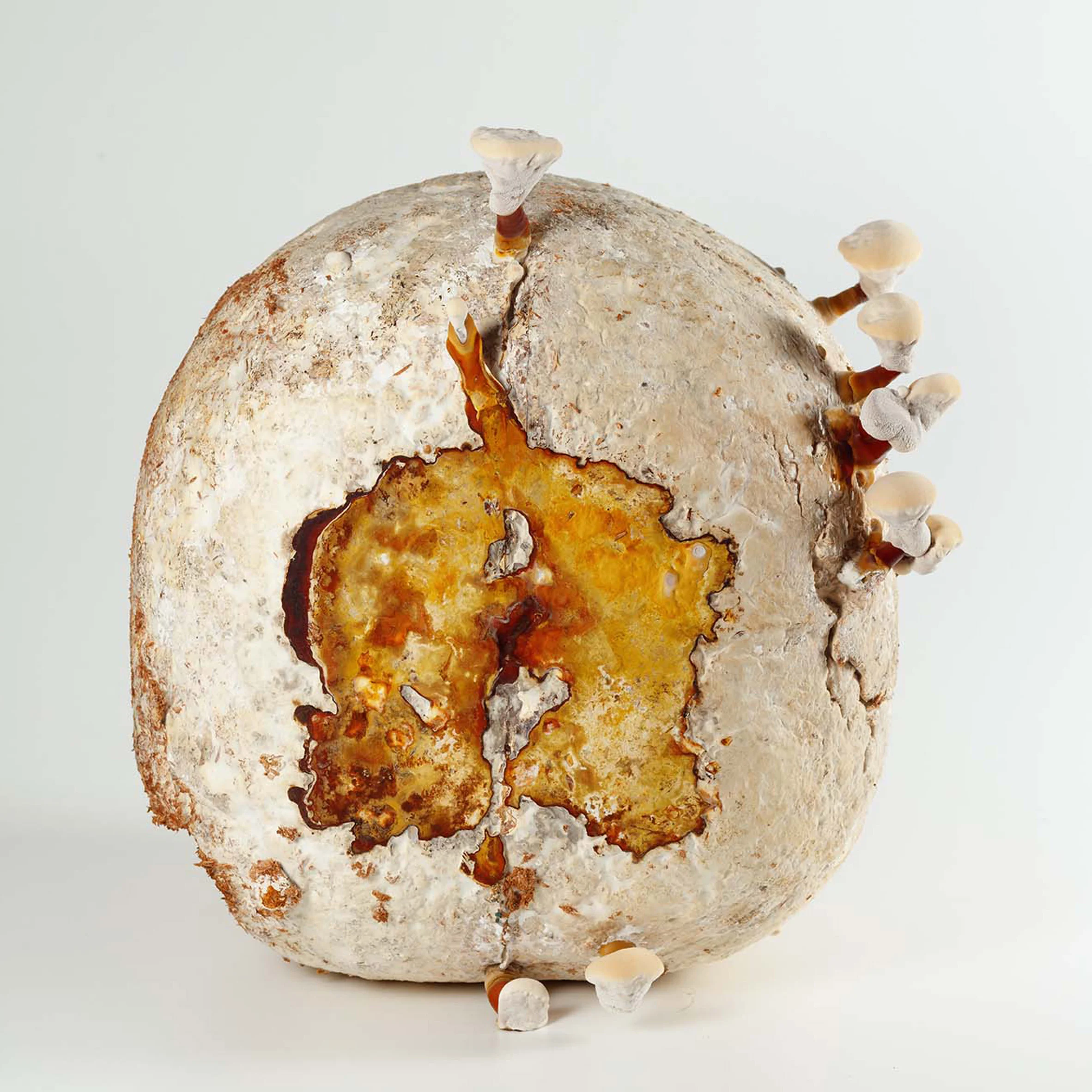 독일의 드라이빙 더 휴먼, 인간과 자연의 공생 방안 21개 전시