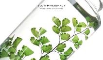 플랜트 디자인 스튜디오 슬로우 파마씨 (SLOW PHARMACY)