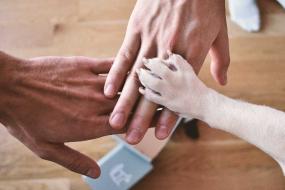 반려견 전문 건강 신발 '리프러프', 디자인과 기능성 둘 다 잡으며 大인기