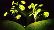 MIT 연구진, 빛을 내는 조명 식물 개발