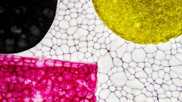 헬싱키 디자인 위크에서 셀룰로오스의 잠재력을 탐구하는 네 가지 소재