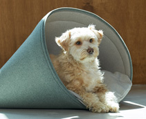 창업지원사례 01 : 반려동물의 디자인 권리를 주장하다 / 하울팟