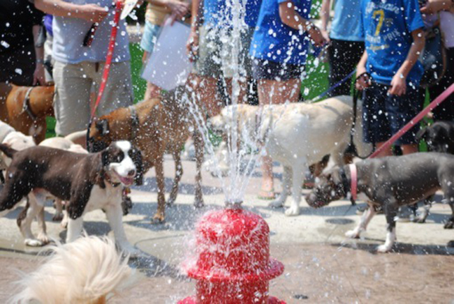 Pet Friendly Amenities in Apartment