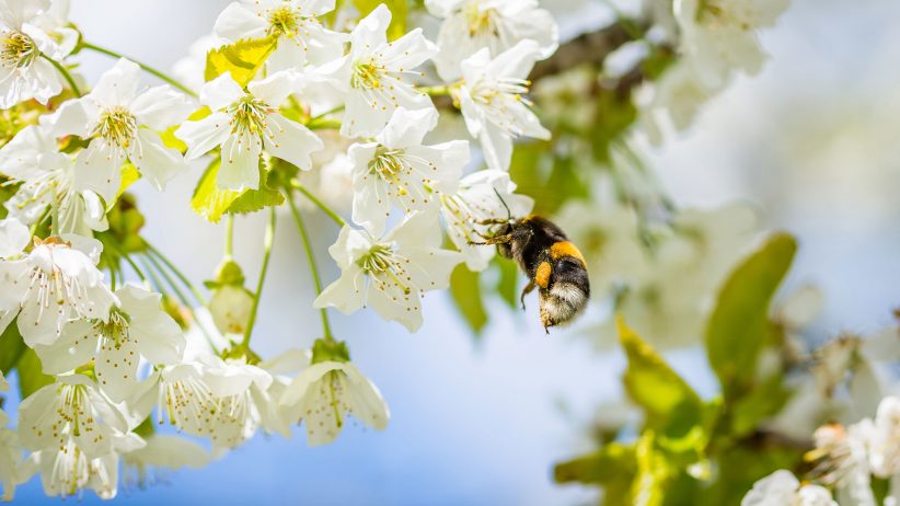 월마트 자율 로봇 벌 특허출원