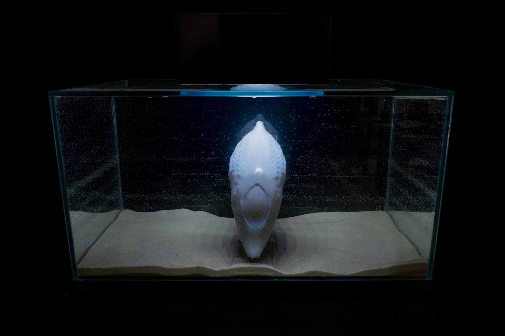 멸종위기 동물 돕는 바이오로깅 전자장치