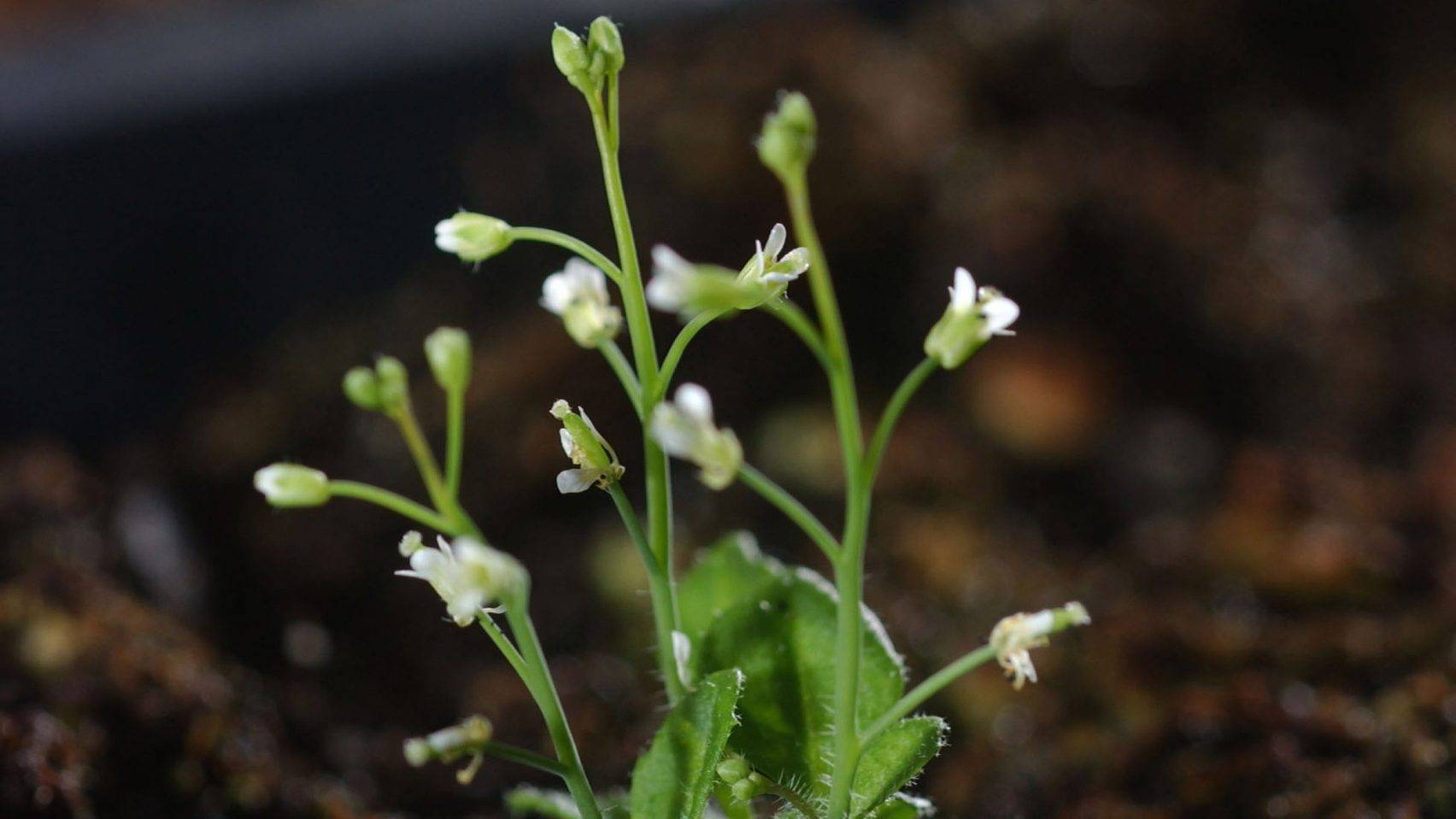 미국 소크연구소, 기후변화 대처할 식물개발 중