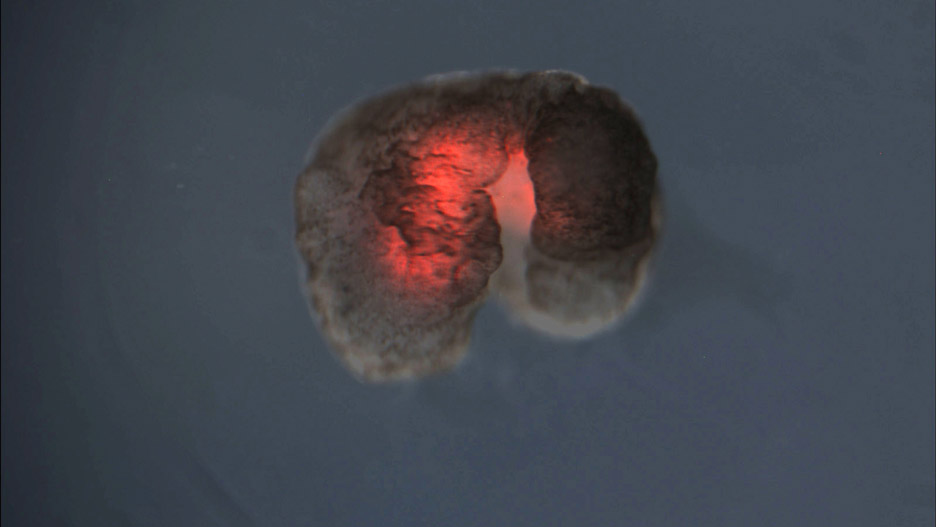 개구리 세포로 만든 “살아있는” 초소형 로봇개발