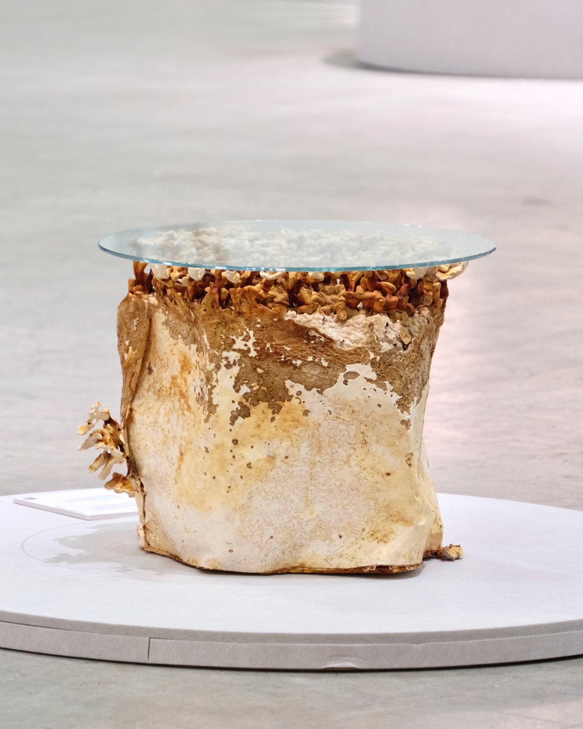 mycelium-coffee-table-singapore-design-week_dezeen_2364_col_0-scaled.jpg